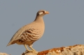 Arabische Woestijnpatrijs
